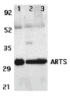 Western blot - ARTS Antibody from Signalway Antibody (24168) - Antibodies.com