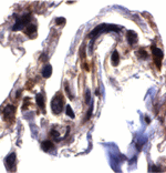 Immunohistochemistry - ARTS Antibody from Signalway Antibody (24168) - Antibodies.com