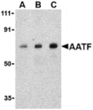 Western blot - AATF Antibody from Signalway Antibody (24174) - Antibodies.com