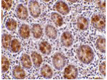 Immunohistochemistry - AATF Antibody from Signalway Antibody (24174) - Antibodies.com