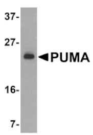 Western blot - PUMA Antibody from Signalway Antibody (24176) - Antibodies.com