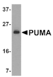 Western blot - PUMA Antibody from Signalway Antibody (24176) - Antibodies.com