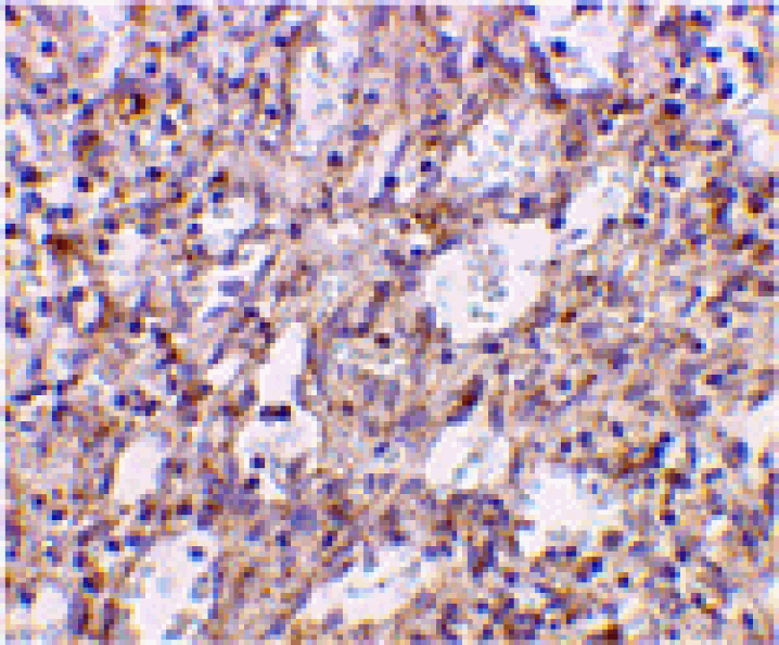Immunohistochemistry - TLR2 Antibody from Signalway Antibody (24192) - Antibodies.com