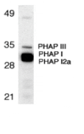 Western blot - PHAP Antibody from Signalway Antibody (24197) - Antibodies.com