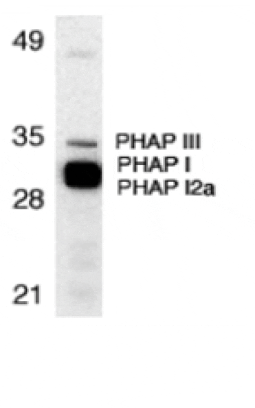 Western blot - PHAP Antibody from Signalway Antibody (24197) - Antibodies.com