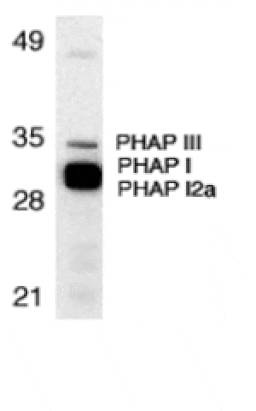 Western blot - PHAP Antibody from Signalway Antibody (24197) - Antibodies.com