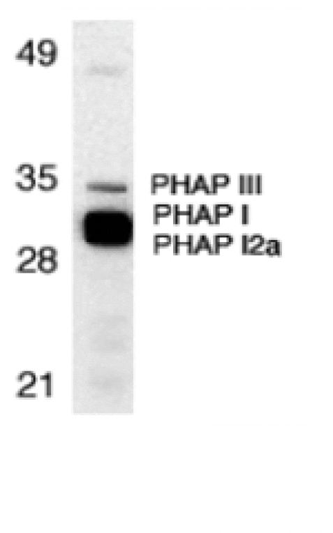 Western blot - PHAP Antibody from Signalway Antibody (24197) - Antibodies.com
