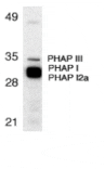 Western blot - PHAP Antibody from Signalway Antibody (24197) - Antibodies.com