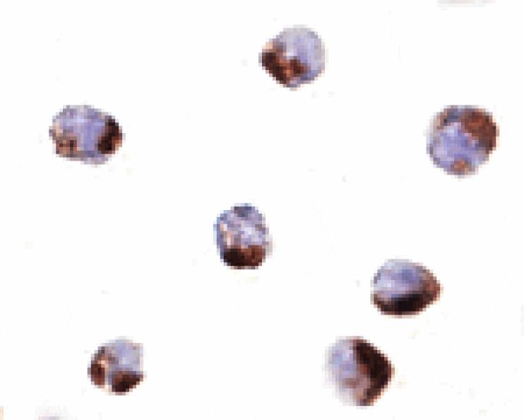 Immunocytochemistry - PHAP Antibody from Signalway Antibody (24197) - Antibodies.com