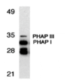 Western blot - PHAP Antibody from Signalway Antibody (24199) - Antibodies.com