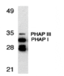 Western blot - PHAP Antibody from Signalway Antibody (24199) - Antibodies.com