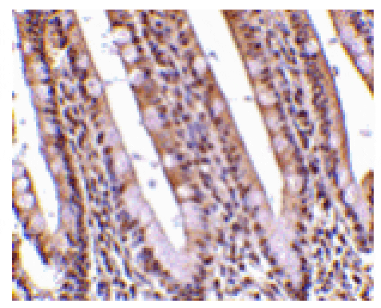 Immunohistochemistry - PHAP Antibody from Signalway Antibody (24199) - Antibodies.com