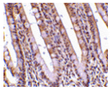 Immunohistochemistry - PHAP Antibody from Signalway Antibody (24199) - Antibodies.com