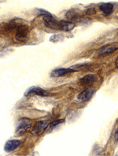 Immunohistochemistry - TRIF Antibody from Signalway Antibody (24205) - Antibodies.com