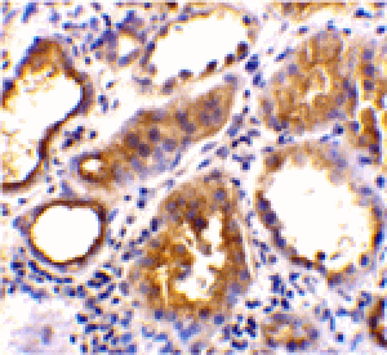 Immunohistochemistry - ACE2 Antibody from Signalway Antibody (24214) - Antibodies.com