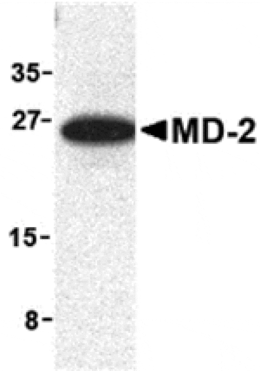 Western blot - MD-2 Antibody from Signalway Antibody (24235) - Antibodies.com