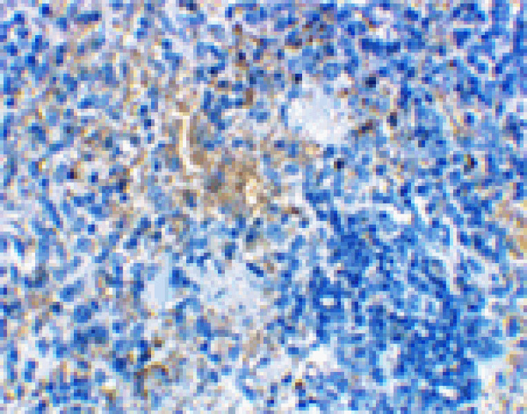 Immunohistochemistry - MD-2 Antibody from Signalway Antibody (24235) - Antibodies.com