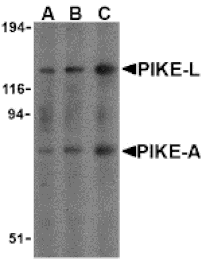 Western blot - PIKE Antibody from Signalway Antibody (24242) - Antibodies.com