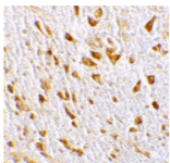 Immunohistochemistry - PIKE Antibody from Signalway Antibody (24242) - Antibodies.com