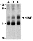 Western blot - cIAP Antibody from Signalway Antibody (24243) - Antibodies.com