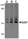 Western blot - XIAP Antibody from Signalway Antibody (24244) - Antibodies.com