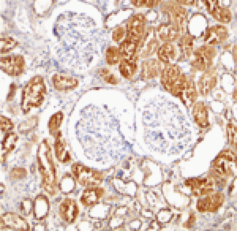 Immunohistochemistry - XIAP Antibody from Signalway Antibody (24244) - Antibodies.com