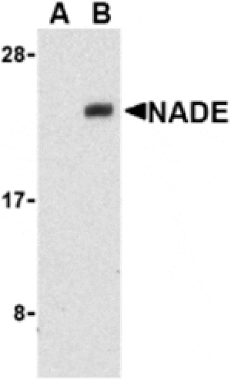 Western blot - NADE Antibody from Signalway Antibody (24254) - Antibodies.com