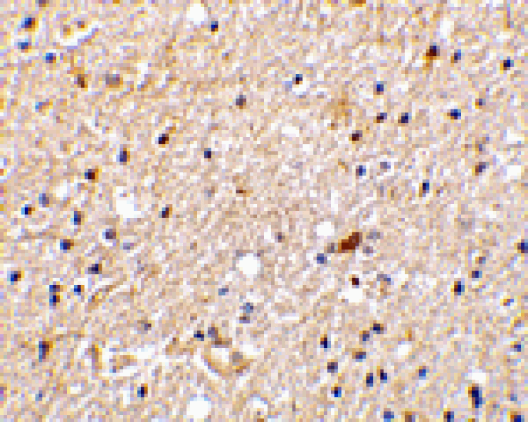 Immunohistochemistry - NADE Antibody from Signalway Antibody (24254) - Antibodies.com