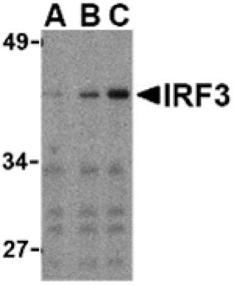 Western blot - IRF3 Antibody from Signalway Antibody (24264) - Antibodies.com