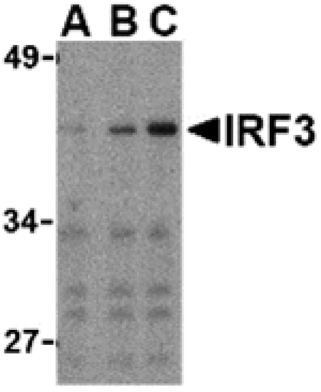 Western blot - IRF3 Antibody from Signalway Antibody (24264) - Antibodies.com