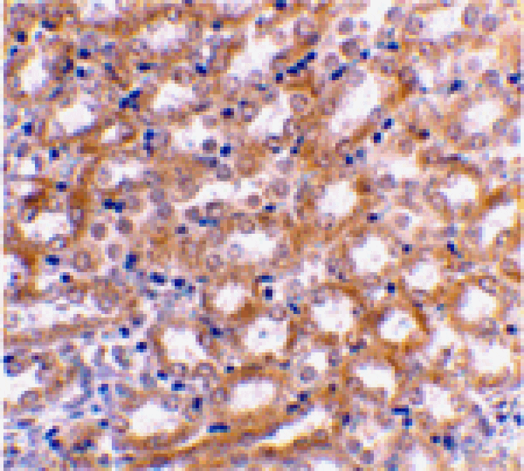 Immunohistochemistry - IRF3 Antibody from Signalway Antibody (24264) - Antibodies.com