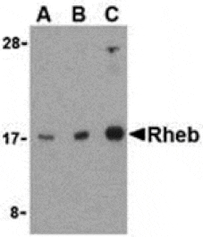 Western blot - Rheb Antibody from Signalway Antibody (24307) - Antibodies.com