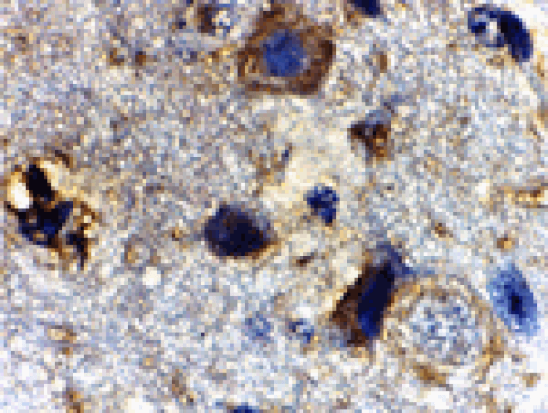 Immunohistochemistry - Rheb Antibody from Signalway Antibody (24307) - Antibodies.com