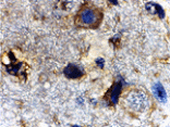 Immunohistochemistry - Rheb Antibody from Signalway Antibody (24307) - Antibodies.com