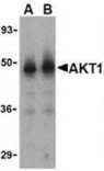 Western blot - Akt1 Antibody from Signalway Antibody (24316) - Antibodies.com