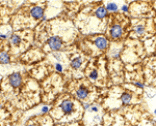 Immunohistochemistry - Akt1 Antibody from Signalway Antibody (24316) - Antibodies.com