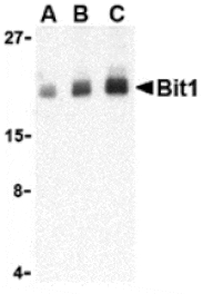 Western blot - Bit1 Antibody from Signalway Antibody (24348) - Antibodies.com