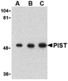 Western blot - PIST Antibody from Signalway Antibody (24359) - Antibodies.com