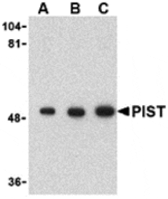 Western blot - PIST Antibody from Signalway Antibody (24359) - Antibodies.com