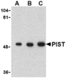 Western blot - PIST Antibody from Signalway Antibody (24359) - Antibodies.com