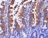 Immunohistochemistry - PIST Antibody from Signalway Antibody (24359) - Antibodies.com