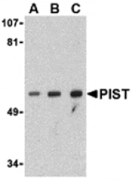 Western blot - PIST Antibody from Signalway Antibody (24360) - Antibodies.com