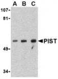 Western blot - PIST Antibody from Signalway Antibody (24360) - Antibodies.com