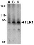 Western blot - TLR1 Antibody from Signalway Antibody (24361) - Antibodies.com