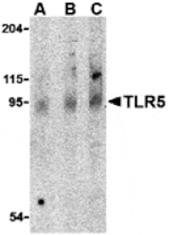 Western blot - TLR5 Antibody from Signalway Antibody (24365) - Antibodies.com