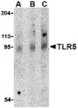 Western blot - TLR5 Antibody from Signalway Antibody (24365) - Antibodies.com