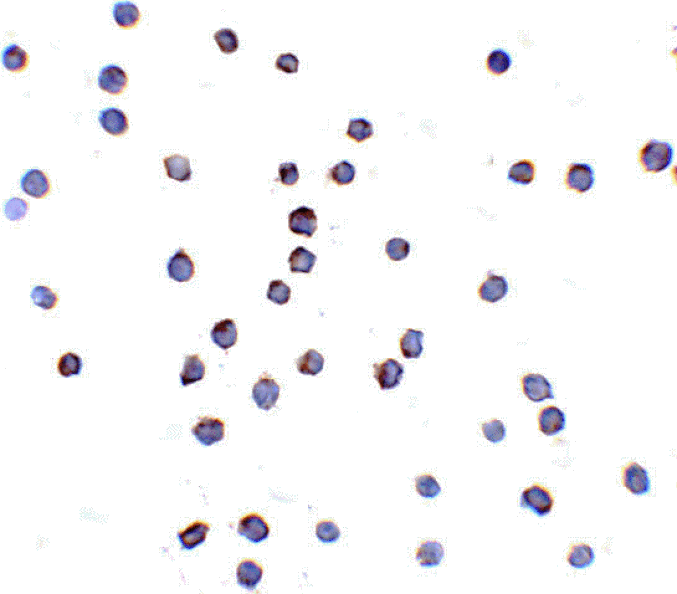 Immunocytochemistry - TLR6 Antibody from Signalway Antibody (24368) - Antibodies.com