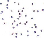 Immunocytochemistry - TLR6 Antibody from Signalway Antibody (24368) - Antibodies.com