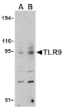 Western blot - TLR9 Antibody from Signalway Antibody (24386) - Antibodies.com