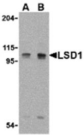 Western blot - LSD1 Antibody from Signalway Antibody (24398) - Antibodies.com